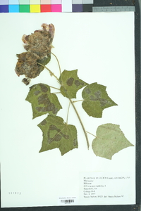 Hibiscus macrophyllus image