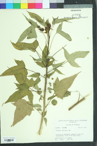 Hibiscus laevis image