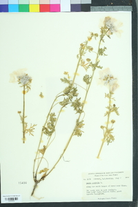 Malva moschata image