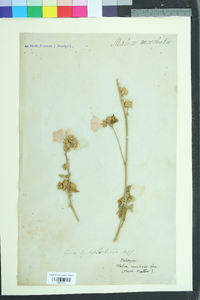 Malva moschata image