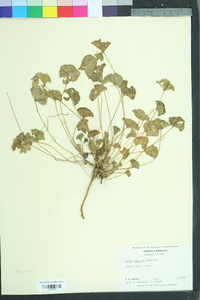 Malva neglecta image