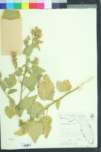 Sida cordifolia image