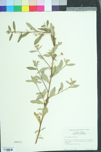 Sida rhombifolia image