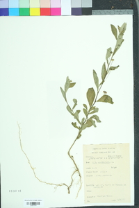 Sida rhombifolia image