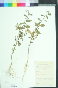 Sida rhombifolia image