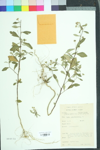 Sida rhombifolia image