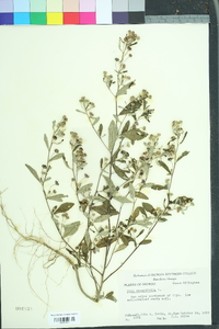 Sida rhombifolia image