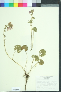 Sidalcea malviflora image