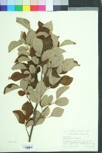 Stewartia malacodendron image