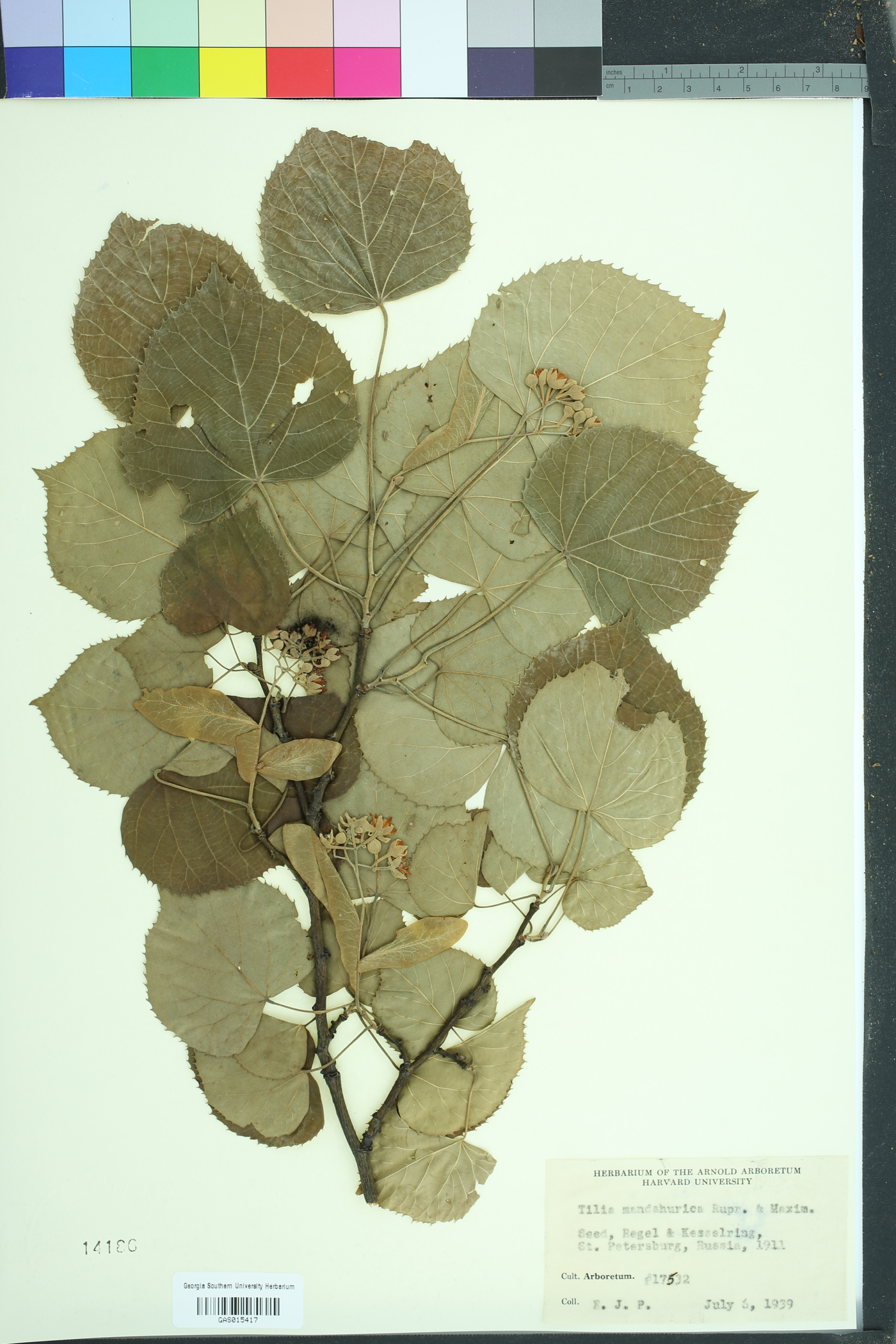 Tilia mandshurica image