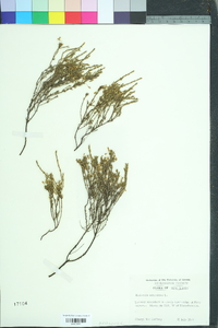 Hudsonia ericoides image