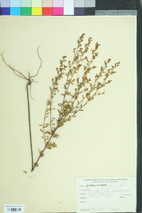 Lechea mucronata image