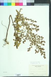 Lechea mucronata image