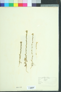 Turritis glabra image