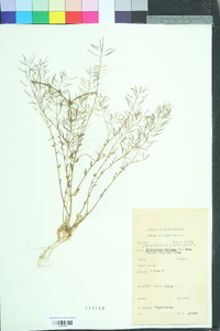 Arabidopsis thaliana image