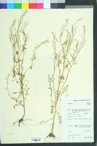 Cardamine parviflora image