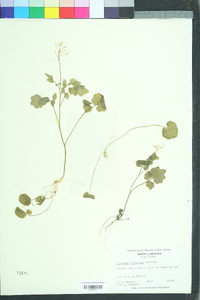 Cardamine clematitis image