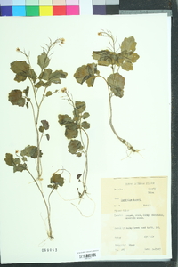 Cardamine flagellifera image