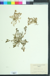 Lepidium didymum image