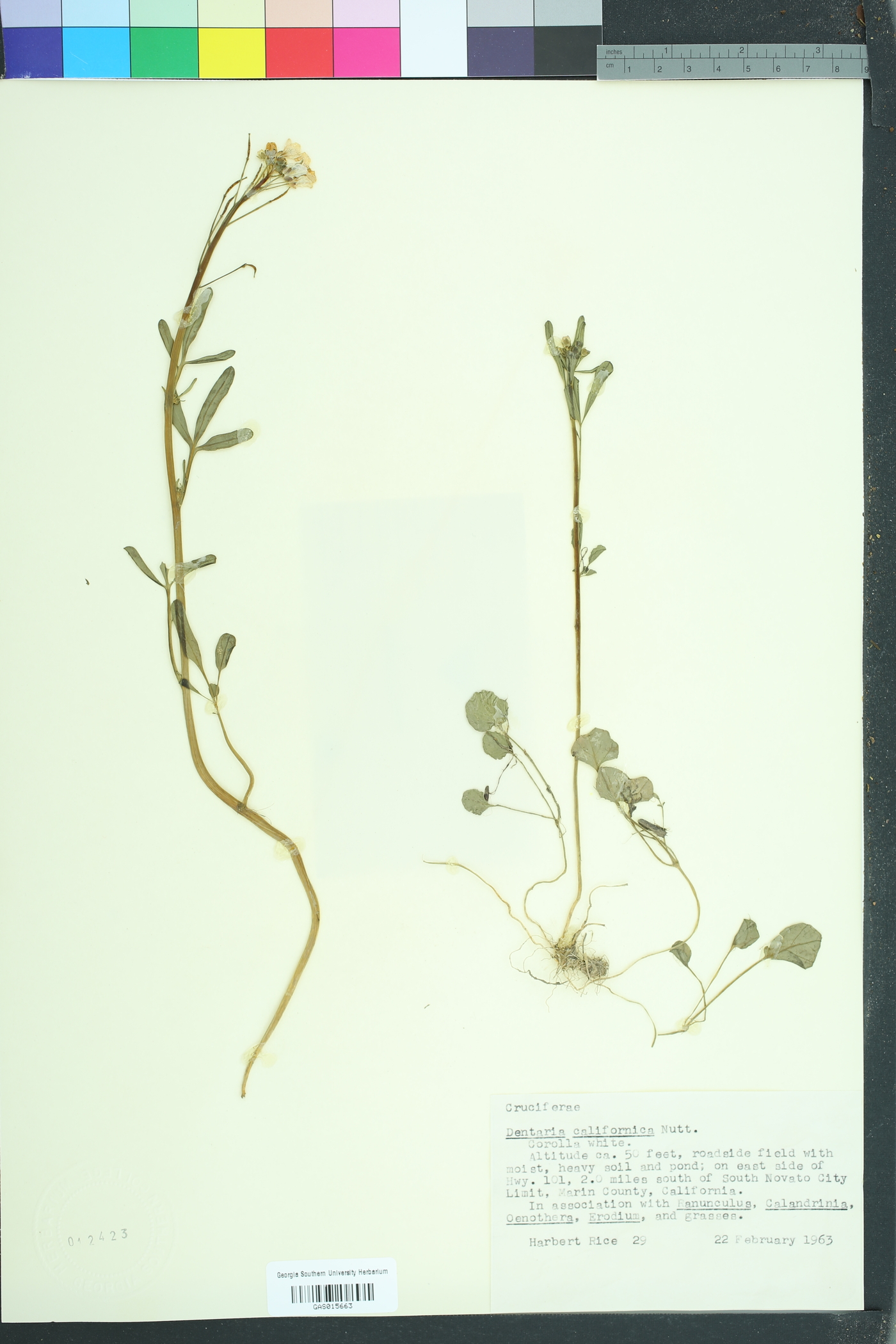 Cardamine californica image