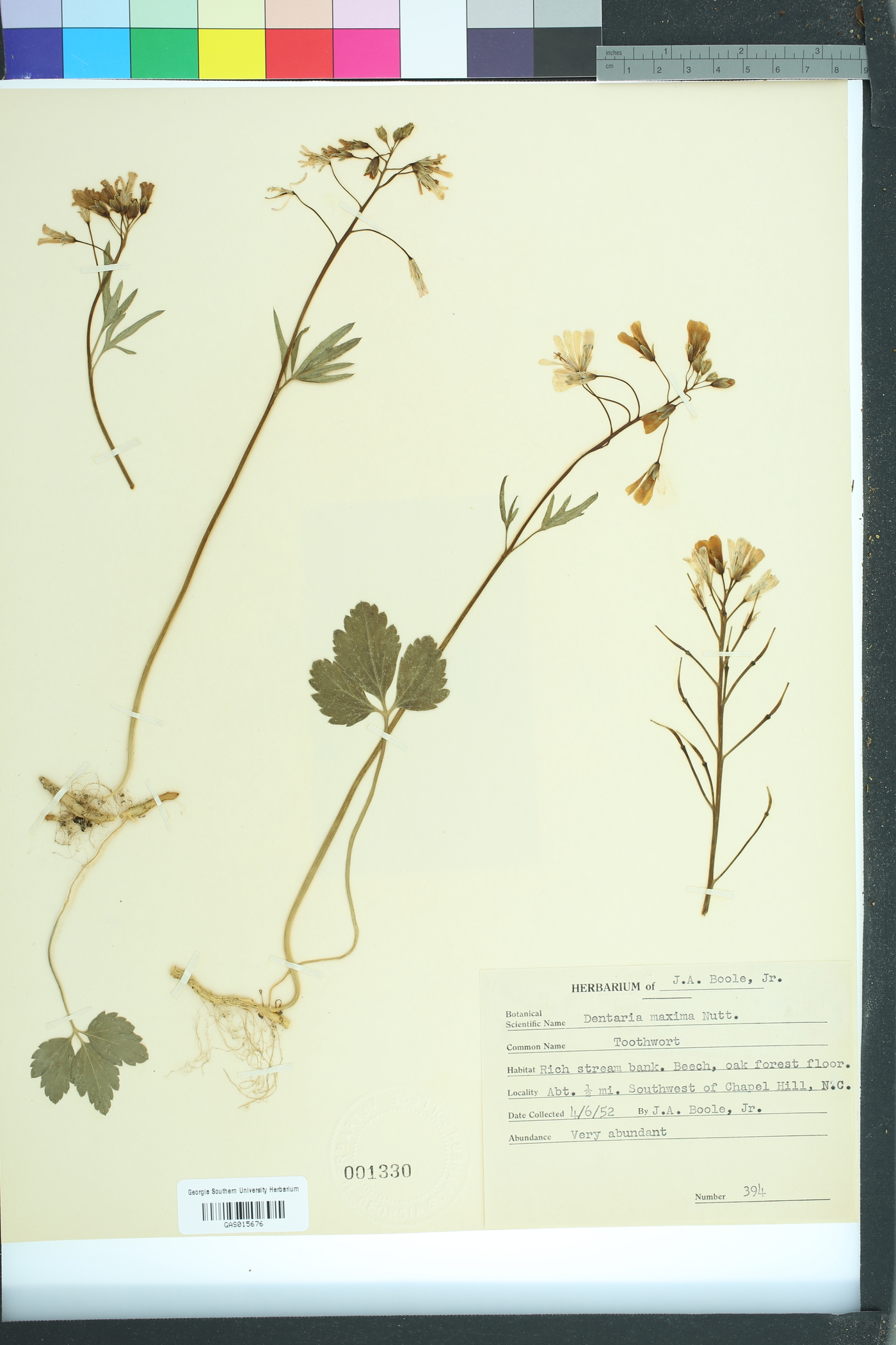 Cardamine maxima image