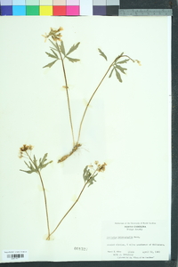 Cardamine angustata image