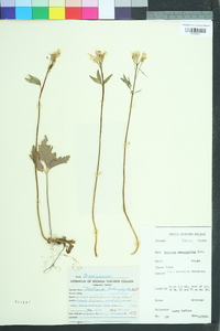 Cardamine angustata image