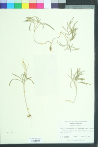 Cardamine angustata image