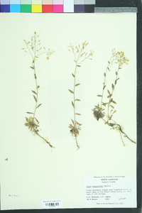 Draba ramosissima image