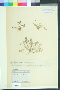 Hornungia petraea image