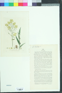 Isatis tinctoria image