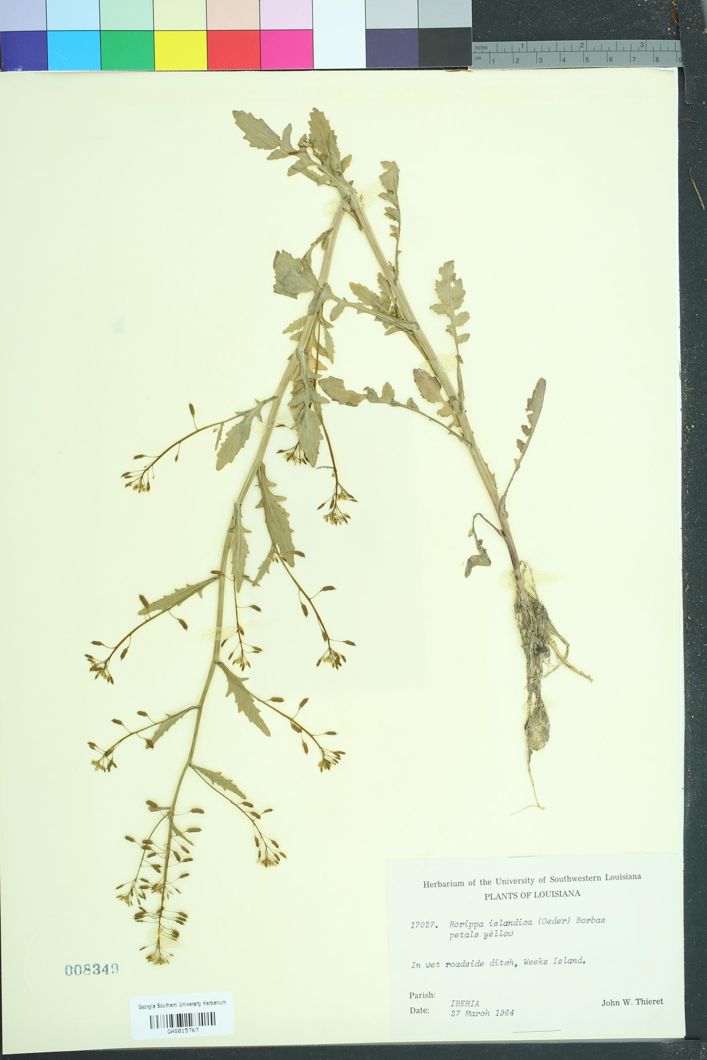 Rorippa islandica image