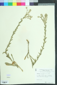 Lepidium campestre image