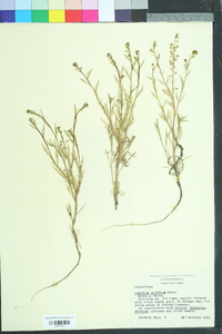 Lepidium nitidum image