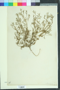 Senebiera coronopus image