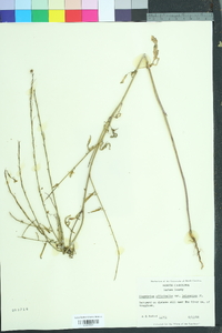 Sisymbrium officinale image