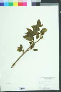 Pyrularia pubera image