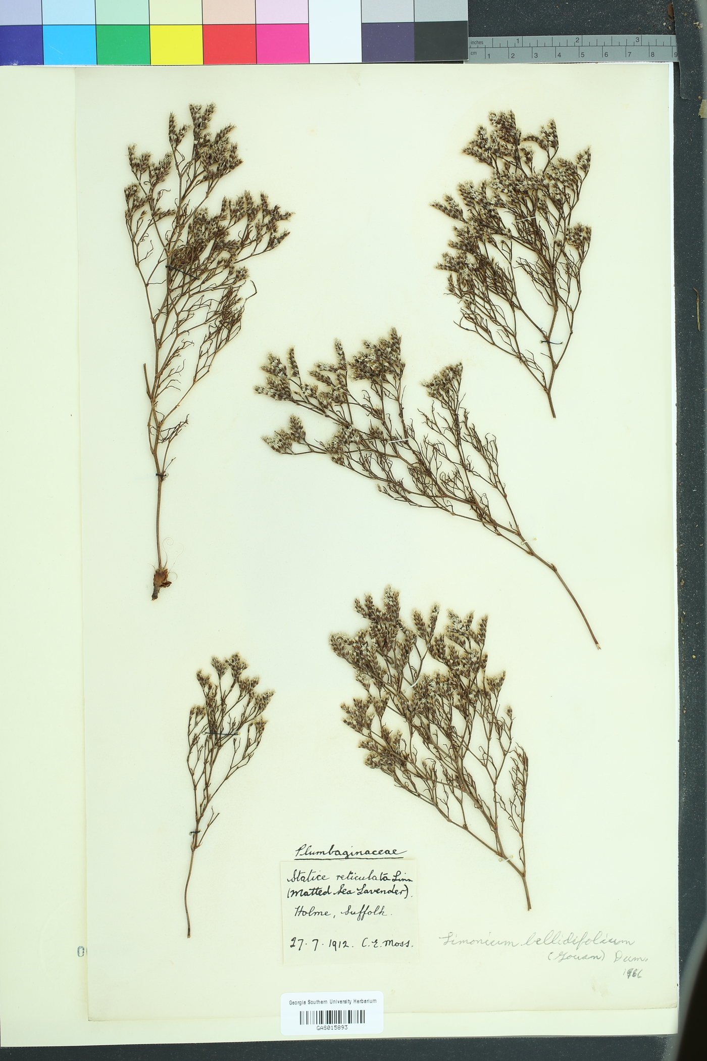 Limonium bellidifolium image