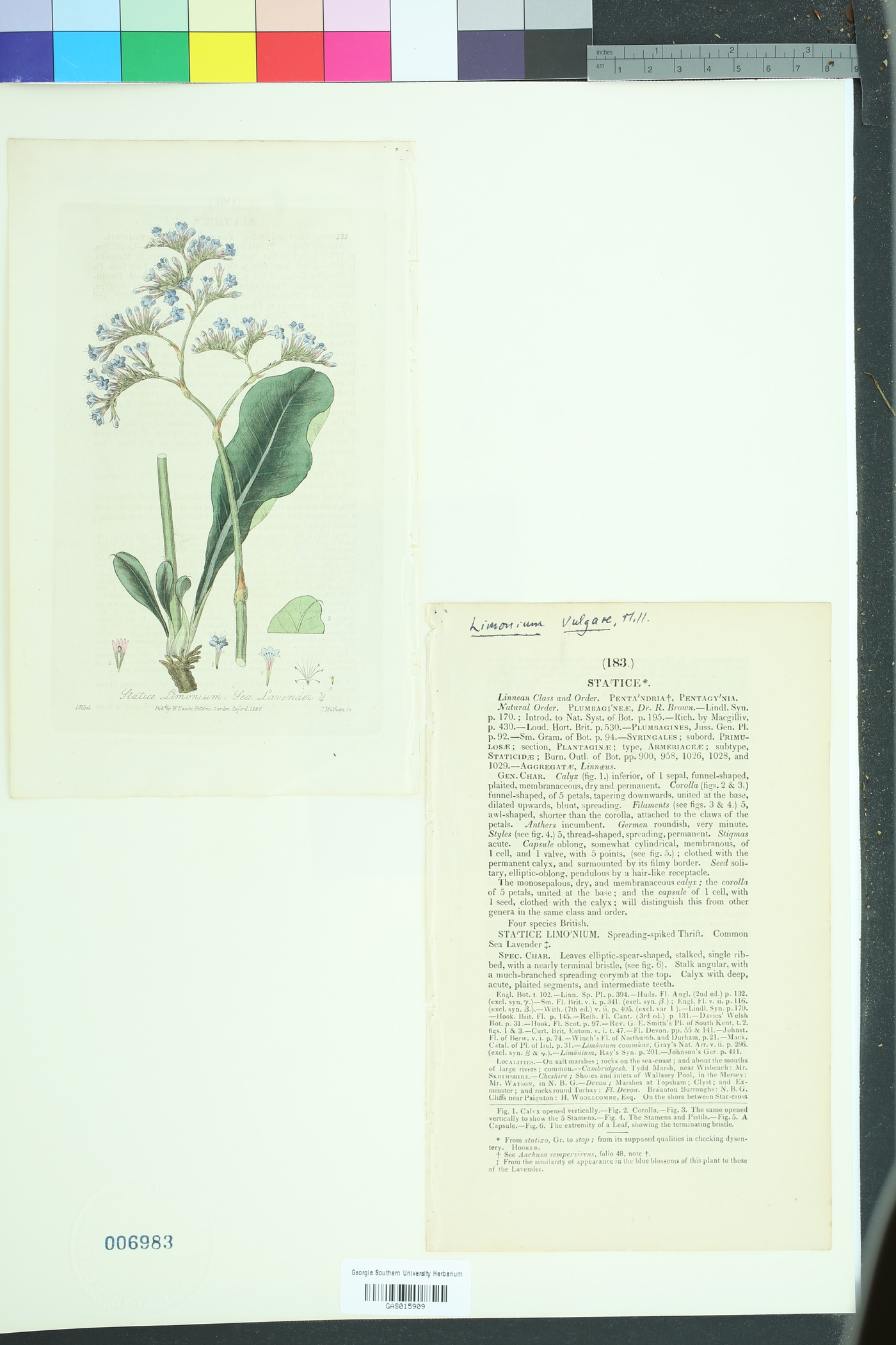 Limonium vulgare image