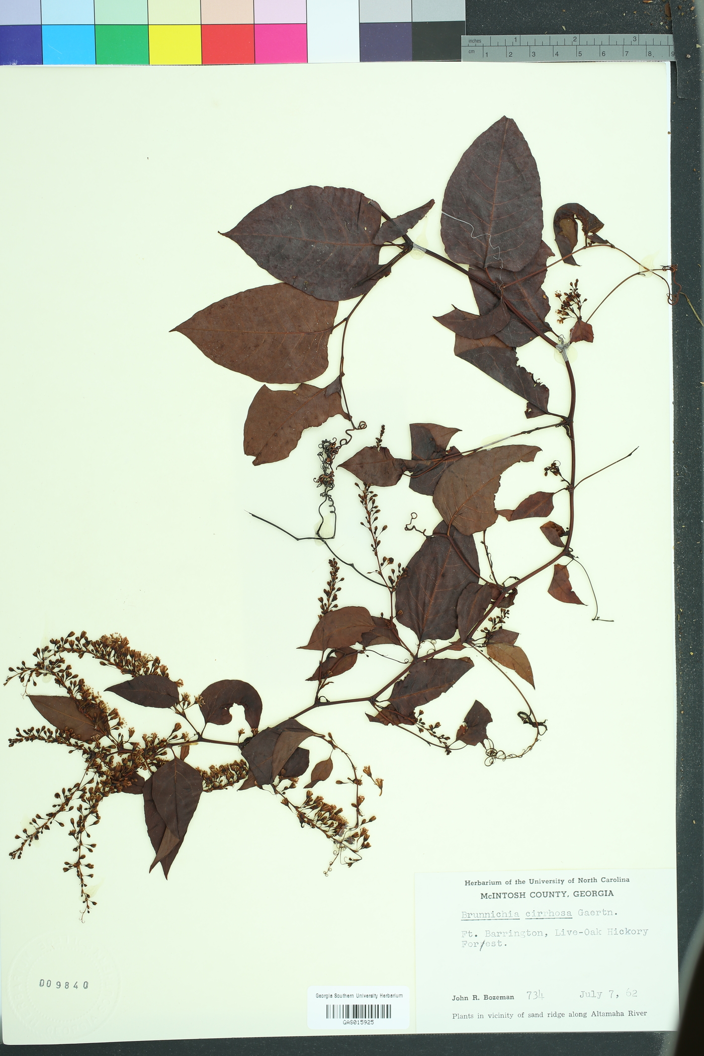 Brunnichia ovata image