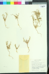 Chorizanthe brevicornu image