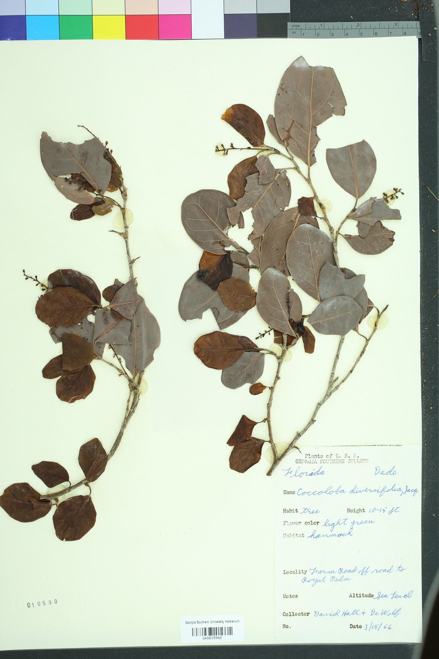 Coccoloba diversifolia image