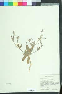 Eriogonum angulosum image