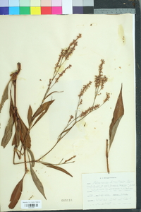 Persicaria glabra image