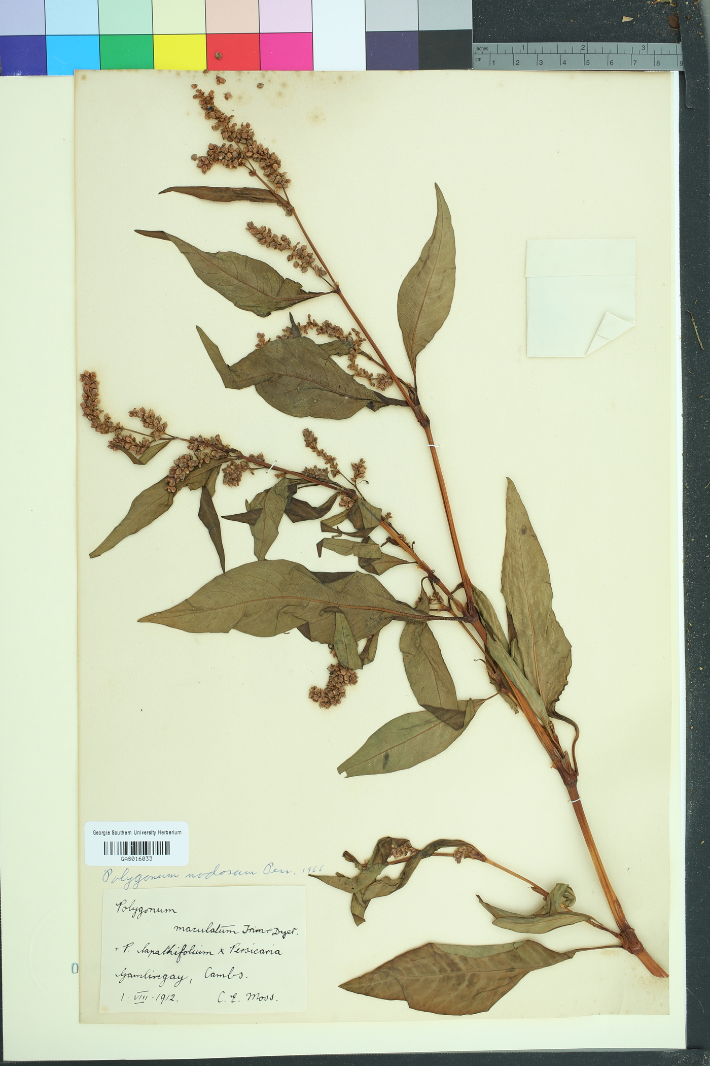 Persicaria nodosa image