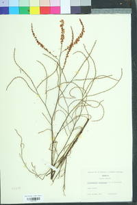 Polygonella americana image