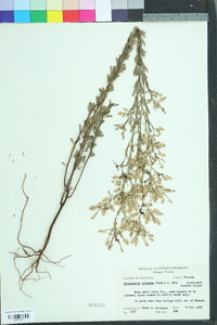 Polygonella polygama image