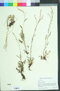 Rumex acetosa image