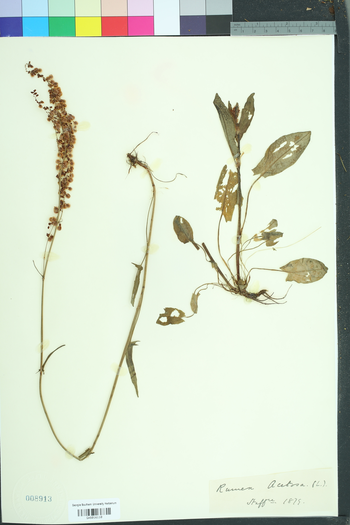 Rumex acetosa image