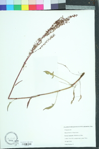 Rumex hastatulus image